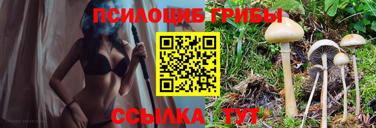 Псилоцибиновые грибы Cubensis  Вход с VPN  Кстово 
