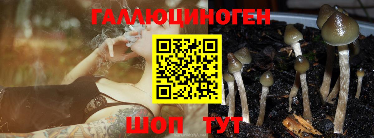 Псилоцибиновые грибы Psilocybe Кстово